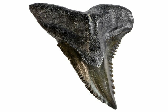 Serrated, Fossil Shark (Hemipristis) Tooth #142464
